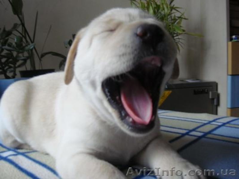 Продаем самых лучших щенков лабрадора ретривера - <ro>Изображение</ro><ru>Изображение</ru> #3, <ru>Объявление</ru> #133827