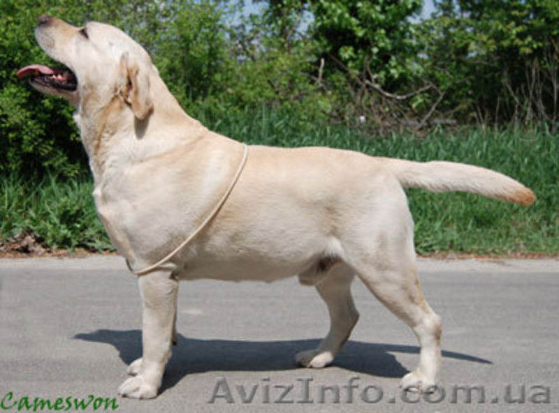 Продаем лучших щенков лабрадора ретривера - <ro>Изображение</ro><ru>Изображение</ru> #3, <ru>Объявление</ru> #123905