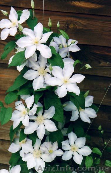 fioricoltura_sv@ukr.net - <ro>Изображение</ro><ru>Изображение</ru> #1, <ru>Объявление</ru> #129186