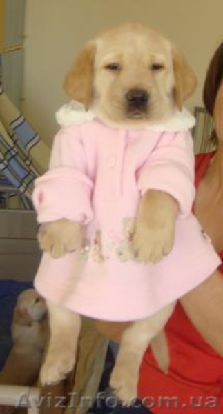 Продаем лучших щенков лабрадора ретривера - <ro>Изображение</ro><ru>Изображение</ru> #4, <ru>Объявление</ru> #123905