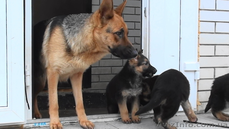 щенки немецкой овчарки породистые - <ro>Изображение</ro><ru>Изображение</ru> #3, <ru>Объявление</ru> #154638