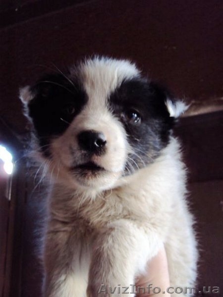 Отдам в хорошие руки щеночков - <ro>Изображение</ro><ru>Изображение</ru> #2, <ru>Объявление</ru> #215646