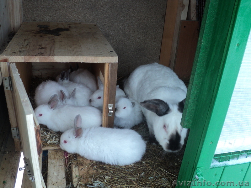 Породистые кролики - <ro>Изображение</ro><ru>Изображение</ru> #1, <ru>Объявление</ru> #195159