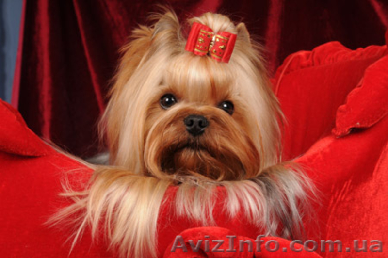 Элитные щеночки йоркширского терьера./ - <ro>Изображение</ro><ru>Изображение</ru> #3, <ru>Объявление</ru> #228657