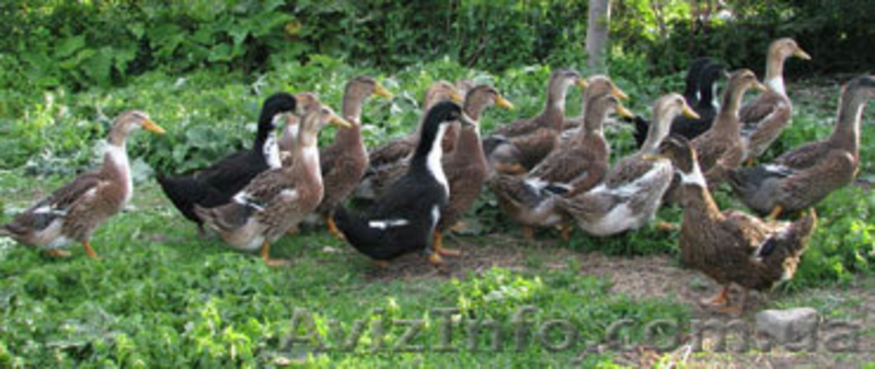 Суточный молодняк утки, гуси, бройлер - <ro>Изображение</ro><ru>Изображение</ru> #4, <ru>Объявление</ru> #223418