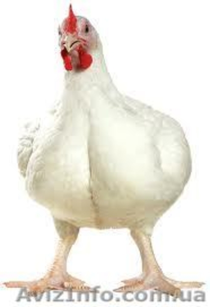 Суточный молодняк утки, гуси, бройлер - <ro>Изображение</ro><ru>Изображение</ru> #3, <ru>Объявление</ru> #223418