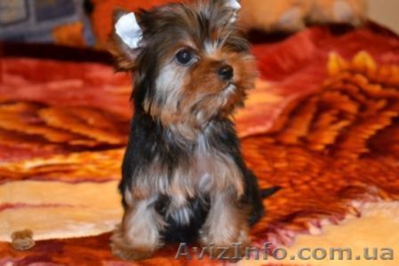 Элитные щеночки йоркширского терьера./ - <ro>Изображение</ro><ru>Изображение</ru> #1, <ru>Объявление</ru> #228657
