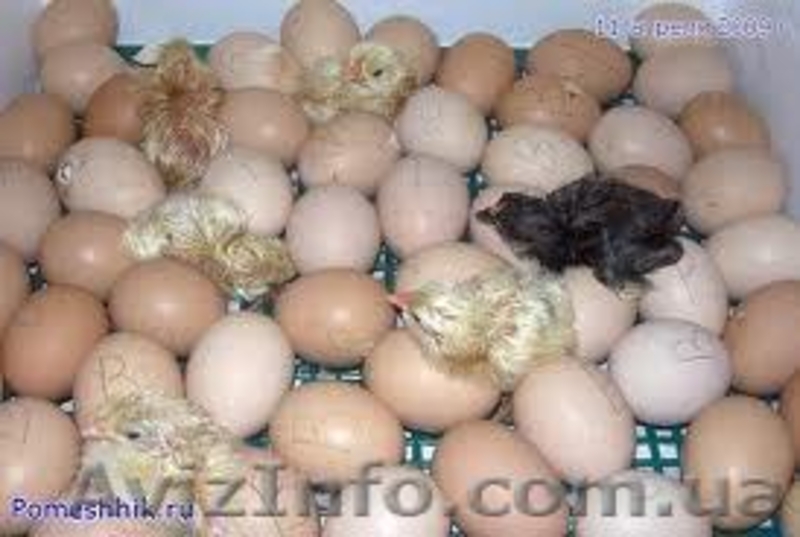 Суточный молодняк утки, гуси, бройлер - <ro>Изображение</ro><ru>Изображение</ru> #2, <ru>Объявление</ru> #223418