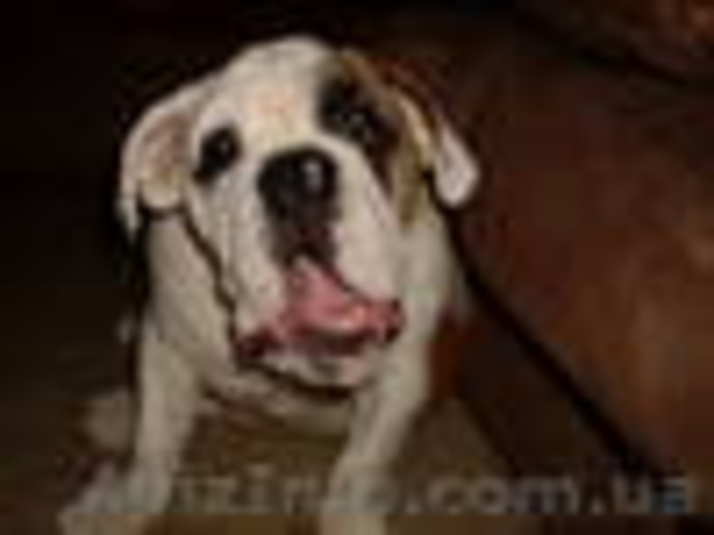 Шикарный кобель английского бульдога - <ro>Изображение</ro><ru>Изображение</ru> #1, <ru>Объявление</ru> #275107