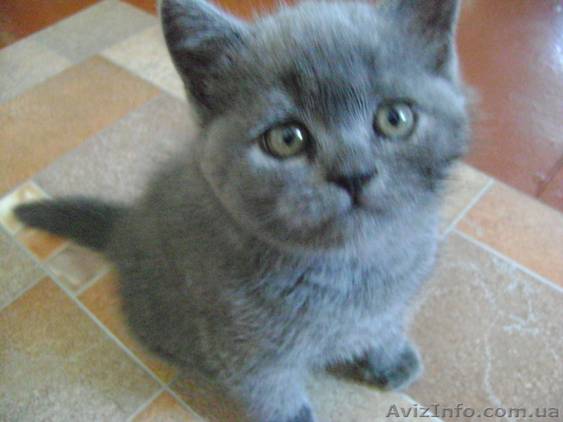 Продаются котята! Британские короткошерстные! - <ro>Изображение</ro><ru>Изображение</ru> #2, <ru>Объявление</ru> #278796