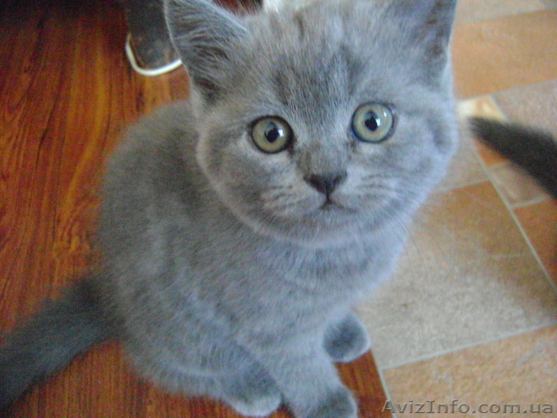 Продаются котята! Британские короткошерстные! - <ro>Изображение</ro><ru>Изображение</ru> #3, <ru>Объявление</ru> #278796