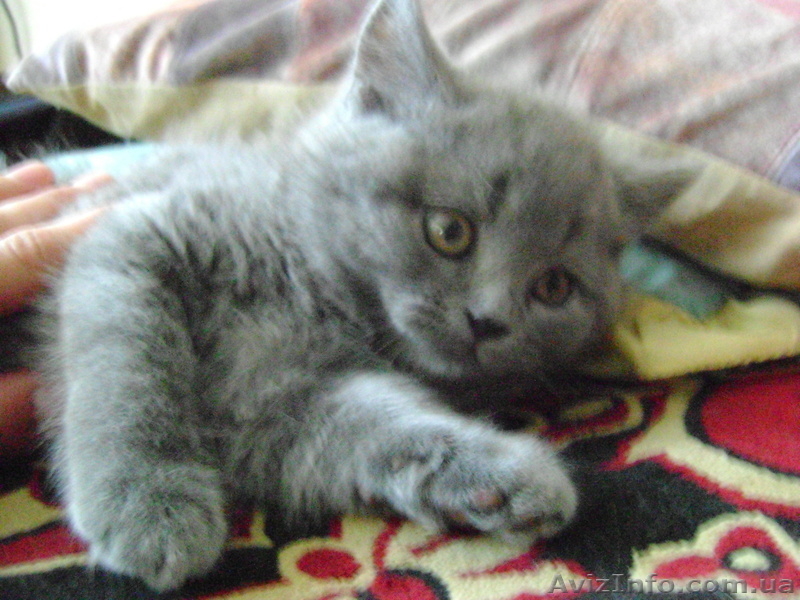 Продаются котята! Британские короткошерстные! - <ro>Изображение</ro><ru>Изображение</ru> #4, <ru>Объявление</ru> #278796