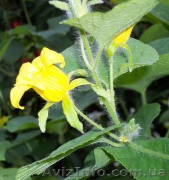 семена и клубни тладианты - <ro>Изображение</ro><ru>Изображение</ru> #1, <ru>Объявление</ru> #323658