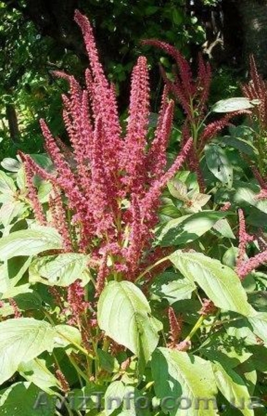 амарант - <ro>Изображение</ro><ru>Изображение</ru> #1, <ru>Объявление</ru> #328369