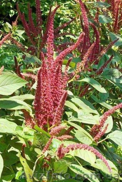 амарант - <ro>Изображение</ro><ru>Изображение</ru> #2, <ru>Объявление</ru> #328369