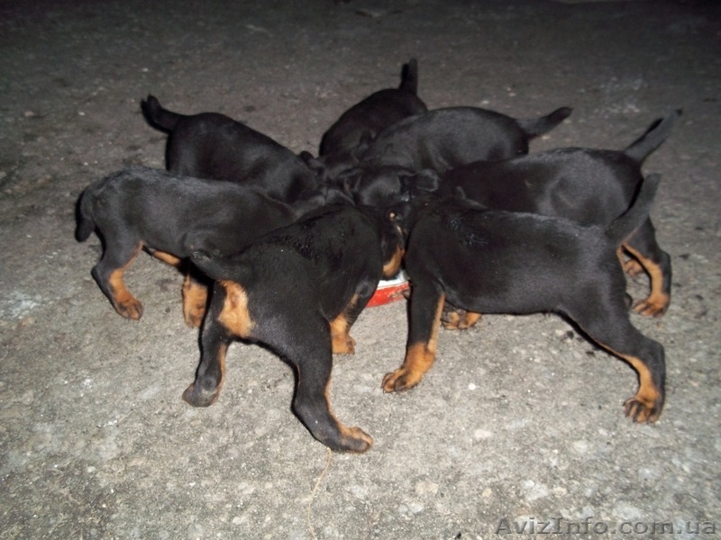 Продам щенков ягдтерьера - <ro>Изображение</ro><ru>Изображение</ru> #2, <ru>Объявление</ru> #310062