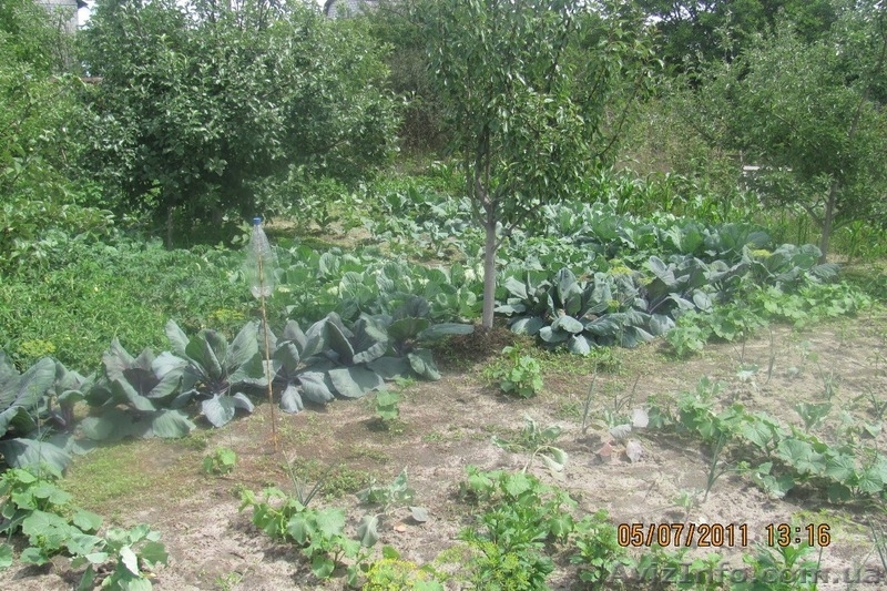 Продам дачу 12 км от Житомира. 4500у.е - <ro>Изображение</ro><ru>Изображение</ru> #2, <ru>Объявление</ru> #309414