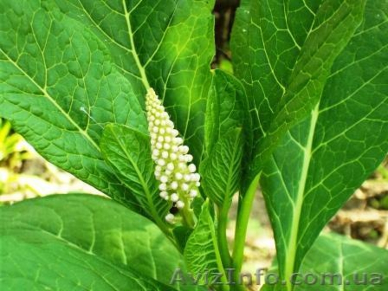 лаконос американский - <ro>Изображение</ro><ru>Изображение</ru> #1, <ru>Объявление</ru> #327970