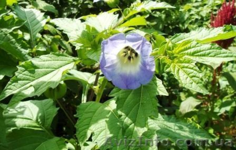 никандра физалисовидная - <ro>Изображение</ro><ru>Изображение</ru> #1, <ru>Объявление</ru> #350536