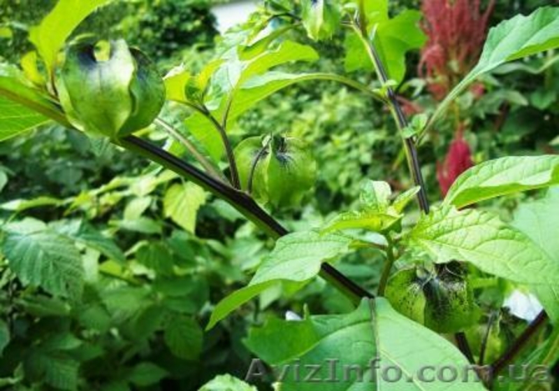 никандра физалисовидная - <ro>Изображение</ro><ru>Изображение</ru> #3, <ru>Объявление</ru> #350536