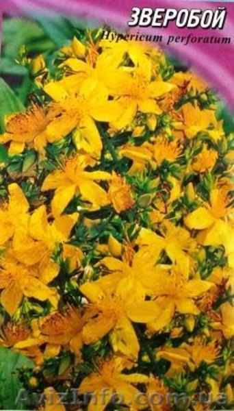 семена лекарственных растений - <ro>Изображение</ro><ru>Изображение</ru> #2, <ru>Объявление</ru> #353454