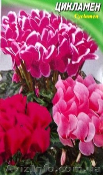 семена комнатных растений - <ro>Изображение</ro><ru>Изображение</ru> #4, <ru>Объявление</ru> #353035