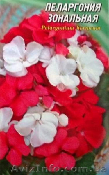 семена комнатных растений - <ro>Изображение</ro><ru>Изображение</ru> #8, <ru>Объявление</ru> #353035