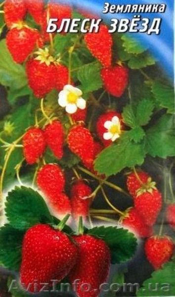 семена земляники ремонтантной - <ro>Изображение</ro><ru>Изображение</ru> #2, <ru>Объявление</ru> #352012