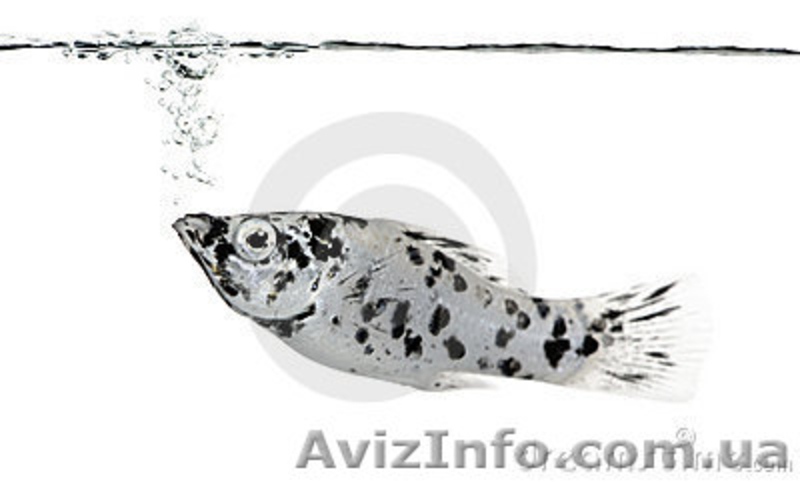 Моллинезия пятнистая - <ro>Изображение</ro><ru>Изображение</ru> #1, <ru>Объявление</ru> #354448