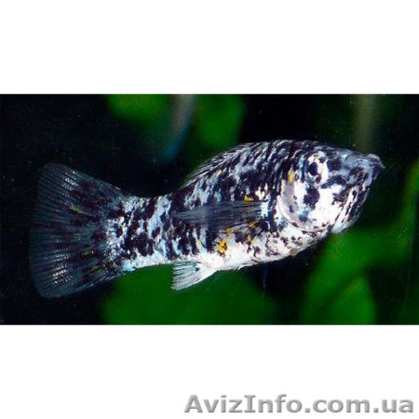 Моллинезия пятнистая - <ro>Изображение</ro><ru>Изображение</ru> #2, <ru>Объявление</ru> #354448