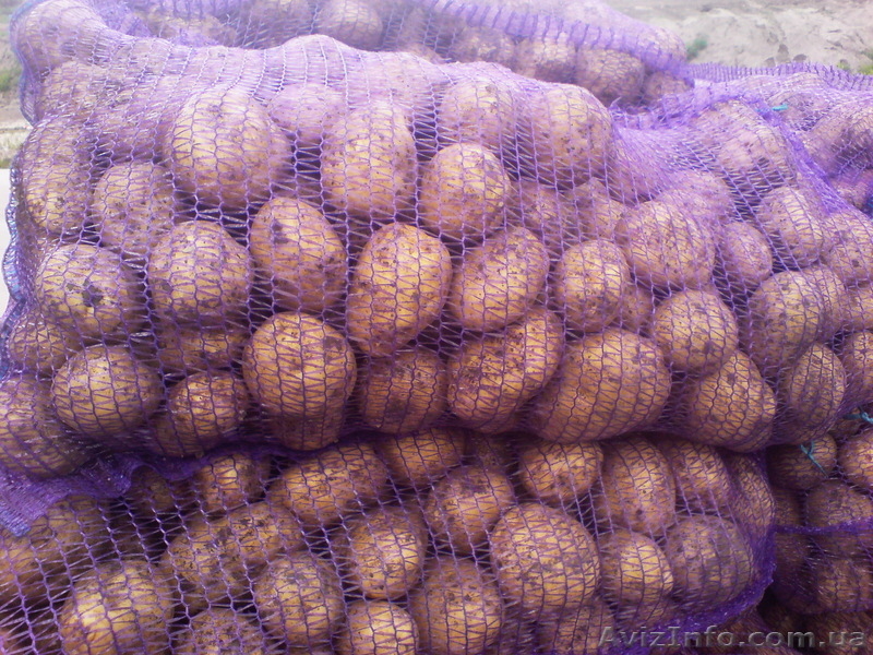 оптом картофель                     - <ro>Изображение</ro><ru>Изображение</ru> #2, <ru>Объявление</ru> #353455