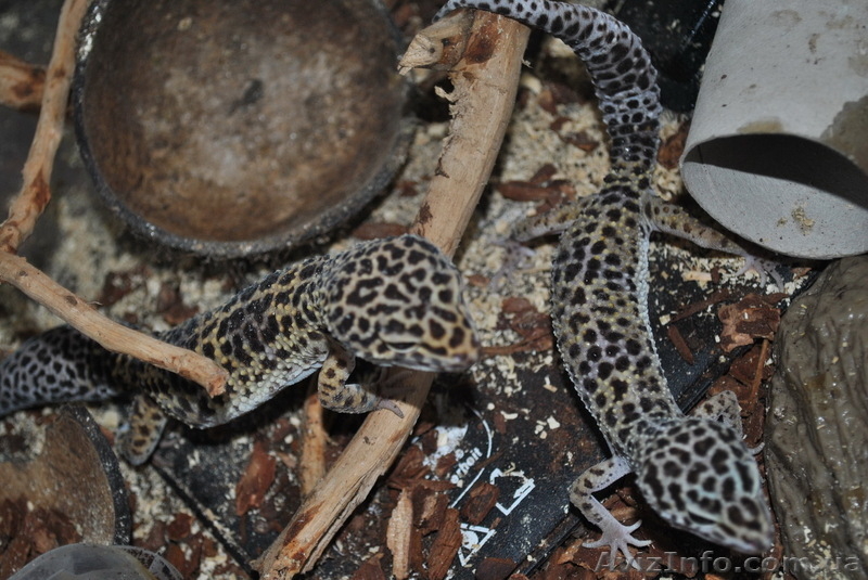 Продажа пресмыкающихся животных - <ro>Изображение</ro><ru>Изображение</ru> #1, <ru>Объявление</ru> #265527