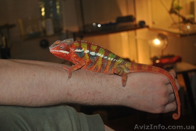 Продажа пресмыкающихся животных - <ro>Изображение</ro><ru>Изображение</ru> #2, <ru>Объявление</ru> #265527