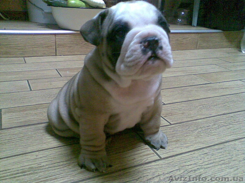 Щeнок англ. бульдога - <ro>Изображение</ro><ru>Изображение</ru> #2, <ru>Объявление</ru> #368414