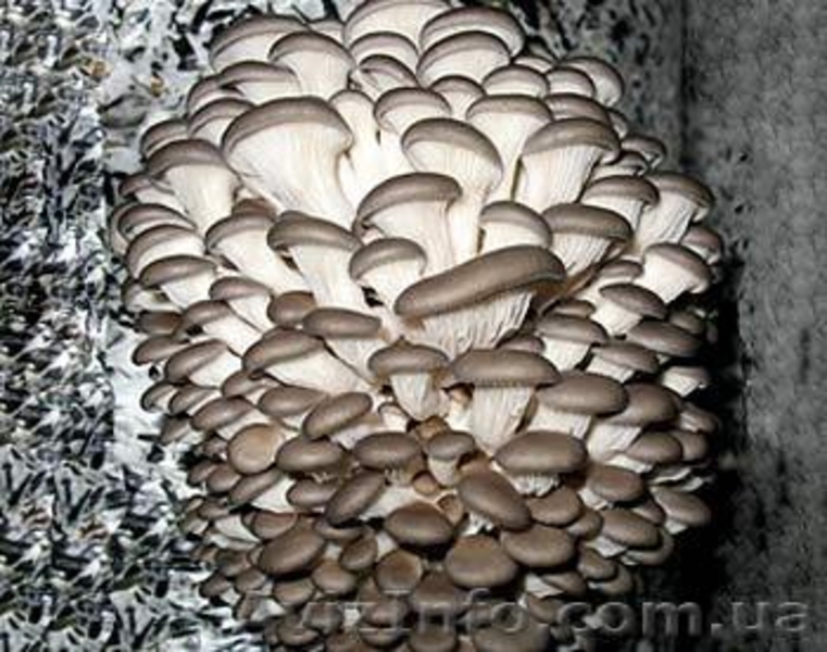 Продам недорого мицелий шампиньона, вешенки , опенок - <ro>Изображение</ro><ru>Изображение</ru> #2, <ru>Объявление</ru> #456118