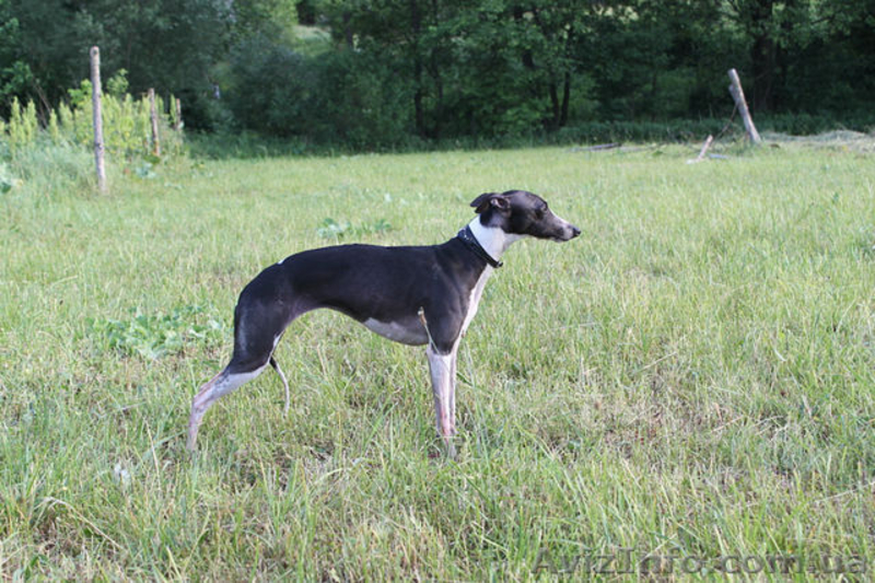 Щенки уиппета{малая английская борзая} - <ro>Изображение</ro><ru>Изображение</ru> #5, <ru>Объявление</ru> #451594