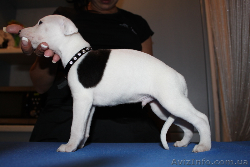 Щенки уиппета{малая английская борзая} - <ro>Изображение</ro><ru>Изображение</ru> #1, <ru>Объявление</ru> #451594