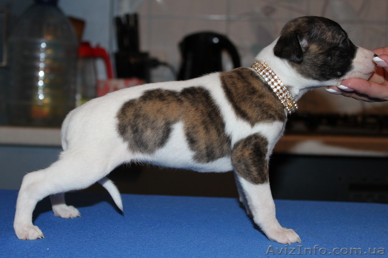 Щенки уиппета{малая английская борзая} - <ro>Изображение</ro><ru>Изображение</ru> #2, <ru>Объявление</ru> #451594