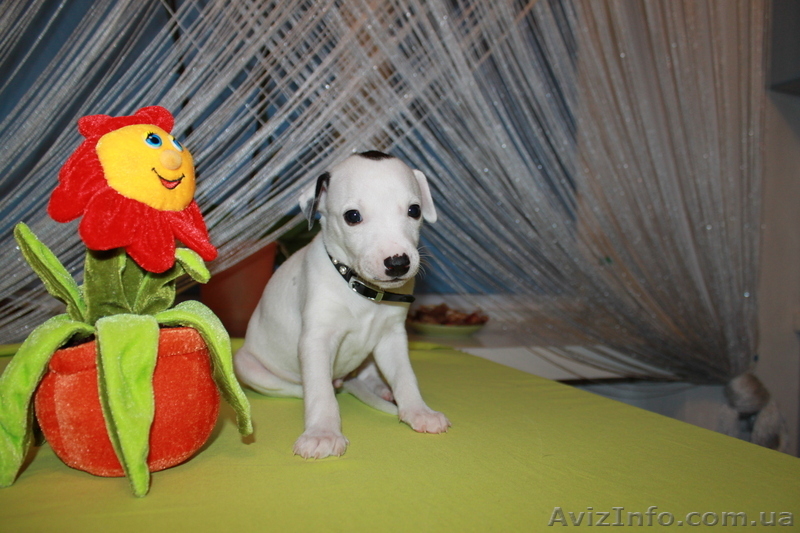 Щенки уиппета{малая английская борзая} - <ro>Изображение</ro><ru>Изображение</ru> #3, <ru>Объявление</ru> #451594