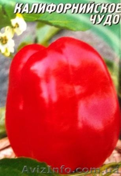 семена овощных, пряновкусовых, редких культур - <ro>Изображение</ro><ru>Изображение</ru> #7, <ru>Объявление</ru> #458695