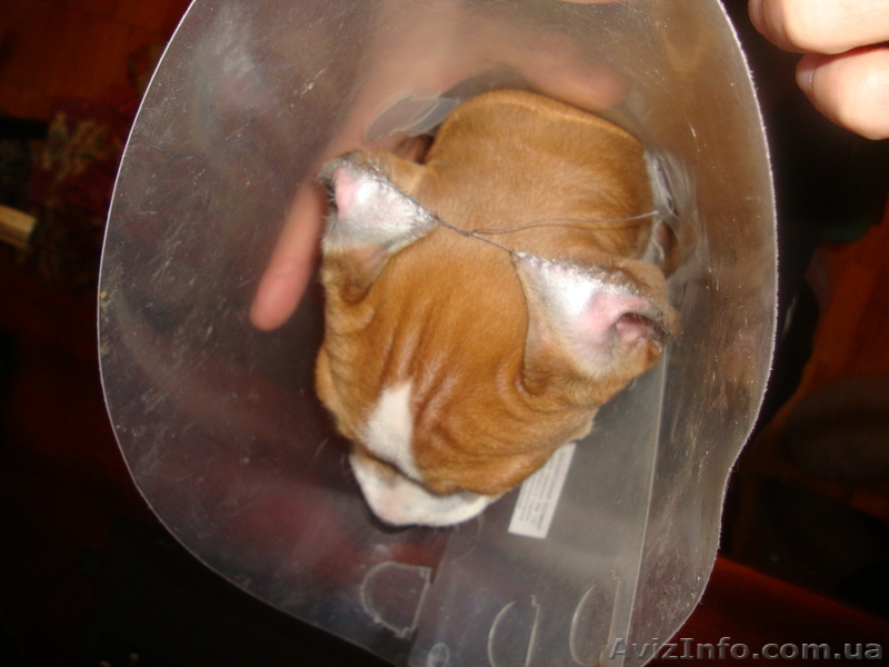 американский стафтерер - <ro>Изображение</ro><ru>Изображение</ru> #5, <ru>Объявление</ru> #559142