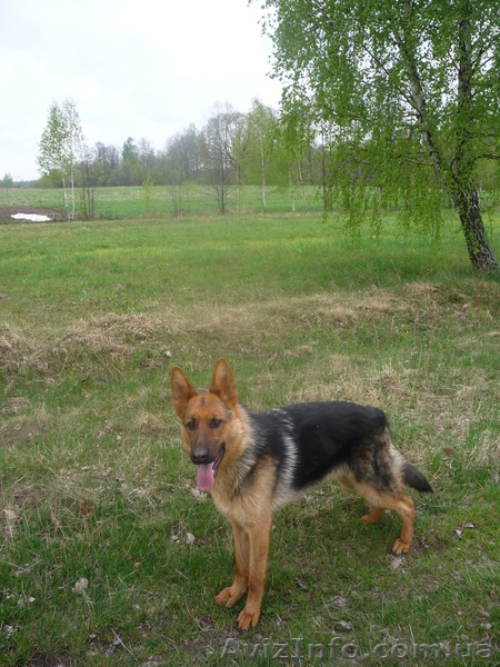 Продам щенков оптом - немецкой овчарки  - <ro>Изображение</ro><ru>Изображение</ru> #2, <ru>Объявление</ru> #553400