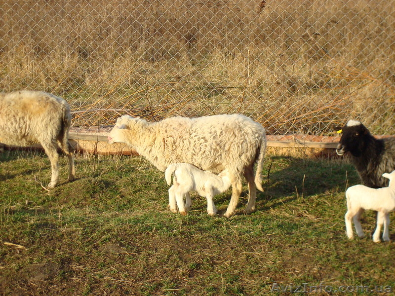 Бараны, овцы и ягнята - <ro>Изображение</ro><ru>Изображение</ru> #1, <ru>Объявление</ru> #536199