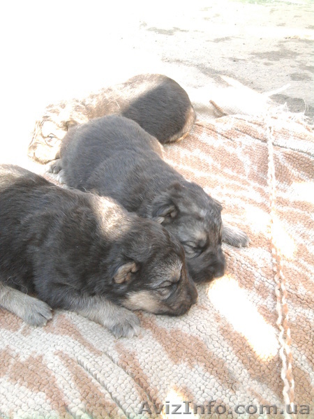 Чистокровные немцы - <ro>Изображение</ro><ru>Изображение</ru> #1, <ru>Объявление</ru> #586419