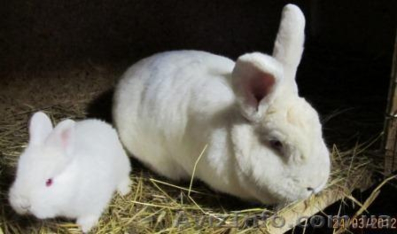 Кролики калифорнийские и новозеландские. - <ro>Изображение</ro><ru>Изображение</ru> #1, <ru>Объявление</ru> #663596