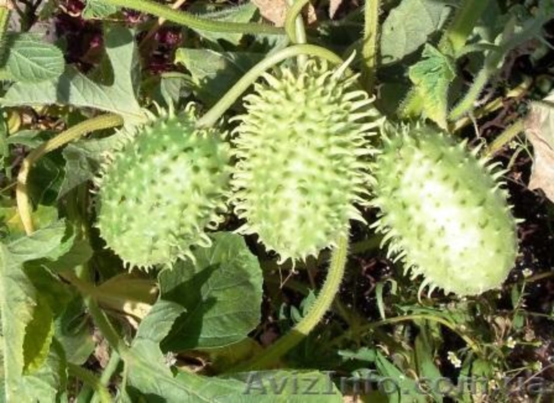 Семена редких культур - <ro>Изображение</ro><ru>Изображение</ru> #5, <ru>Объявление</ru> #355661