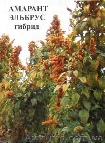 амарант - <ro>Изображение</ro><ru>Изображение</ru> #5, <ru>Объявление</ru> #328369