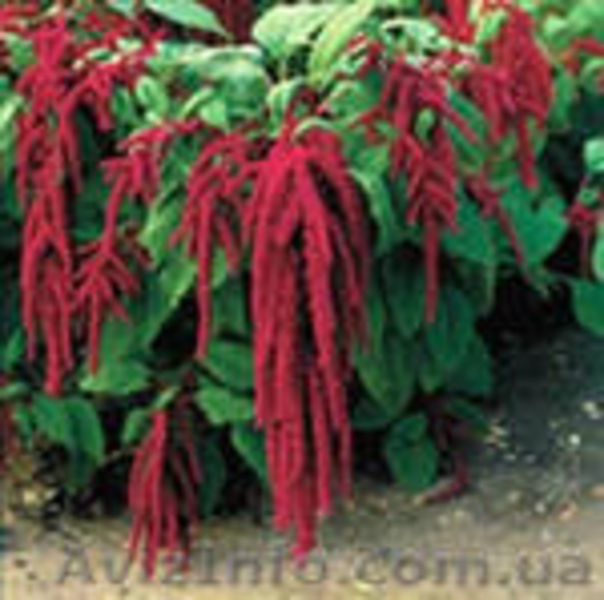 амарант - <ro>Изображение</ro><ru>Изображение</ru> #4, <ru>Объявление</ru> #328369