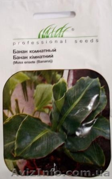 семена комнатных растений - <ro>Изображение</ro><ru>Изображение</ru> #9, <ru>Объявление</ru> #353035