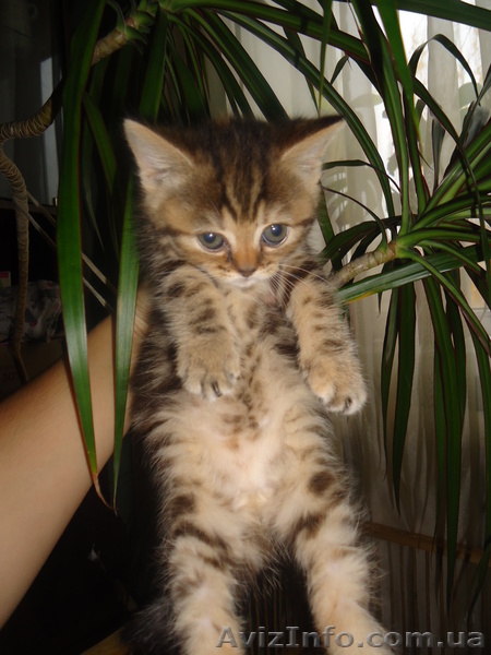 замечательные плюшевые шотландцы - <ro>Изображение</ro><ru>Изображение</ru> #2, <ru>Объявление</ru> #783727